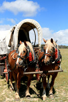 Horses and Wagons